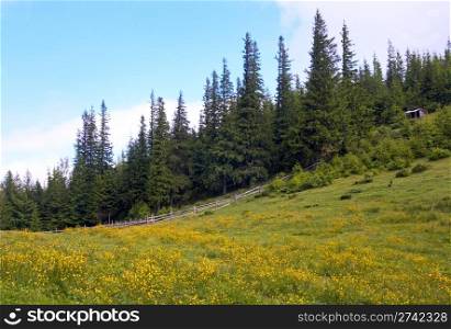 Summer mountain meadow with yellow flowers