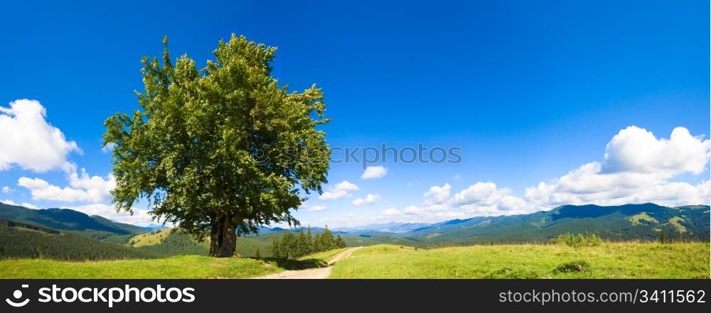 Summer mountain panorama with country road and lonely big tree (Carpathian, Ukraine). Three shots stitch image.