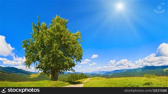 Summer mountain panorama with country road and lonely big tree (Carpathian, Ukraine)