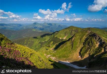 Summer mountain rocky ridge, rhododendron flowers and dwarf alpine pine bushes. Marmaros Pip Ivan Mountain, Carpathian, Ukraine.