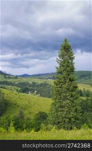 Summer mountain view with high fir tree and storm clouds