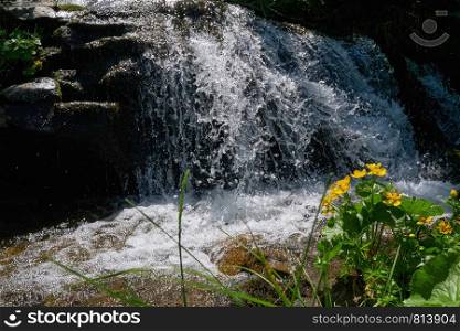 Summer mountain waterfall with limpid water and yellow Marsh Marigold ( Caltha Palustris ) flowers.