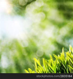 Summer natural backgrounds with sun beam and green grass