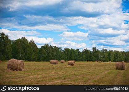 summer nature background. nature background with fresh grass and sky