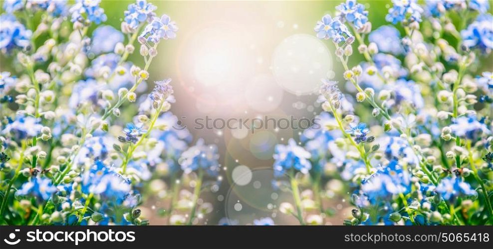 Summer nature background with blue flowers and sun shine with bokeh lighting, banner