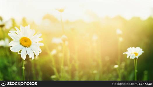 Summer nature background with daises and sunlight, banner for website