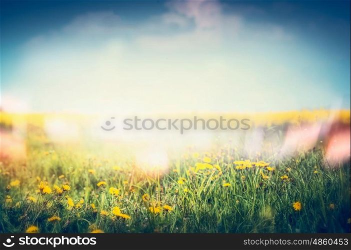 Summer nature background with dandelion flowers and grass at sky