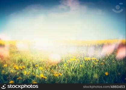 Summer nature background with dandelion flowers and grass at sky