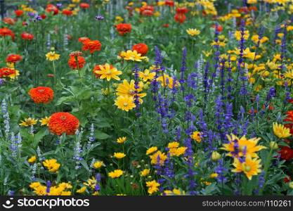 Summer nature background with different beautiful colorful flowers