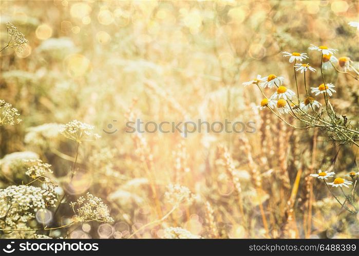 Summer nature background with field and daisies flowers, outdoor