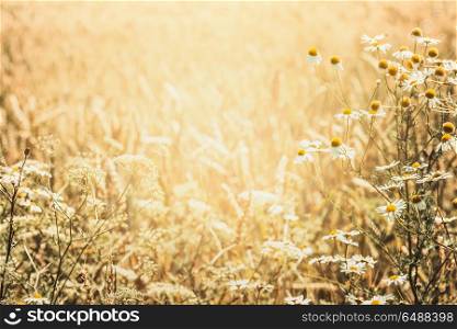 Summer nature background with field of wild herbs and flowers, outdoor