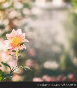 Summer nature background with flower at bokeh . Flowers garden
