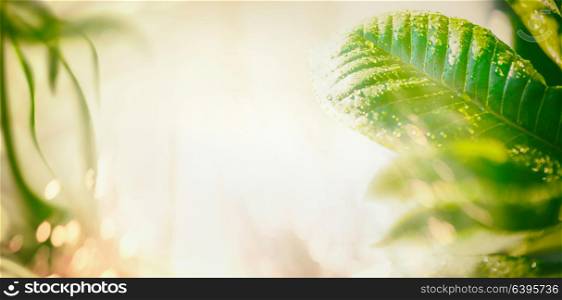 Summer nature background with green leaves, sunbeam and bokeh lighting. Banner, border or template for your design