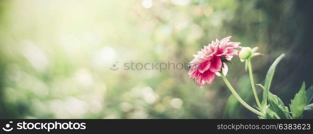 Summer nature background with pink flower at bokeh . Flowers garden template or banner