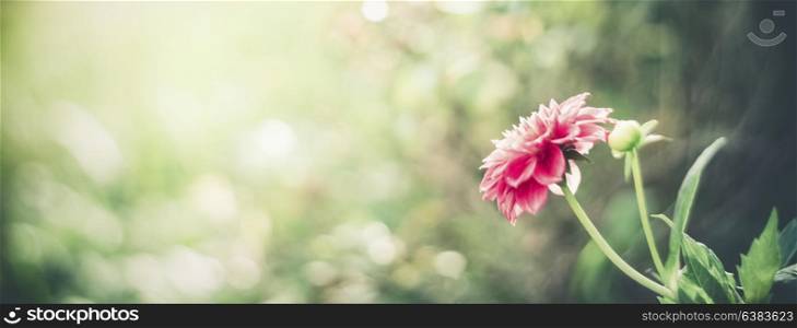 Summer nature background with pink flower at bokeh . Flowers garden template or banner