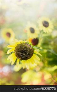 Summer nature background with sunflowers , close up, selective focus