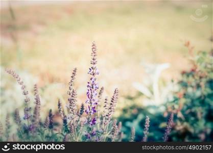 Summer nature background with wild herbs and flowers, outdoor nature