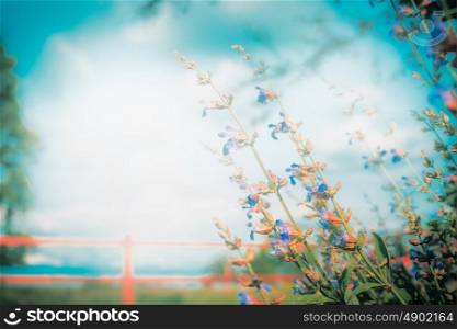 Summer nature background with wild herbs,grass and sky, outdoor