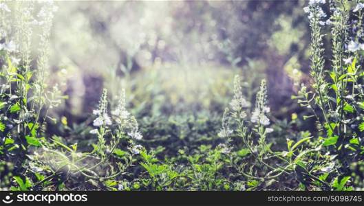 Summer nature background with wild plant and flowers, banner