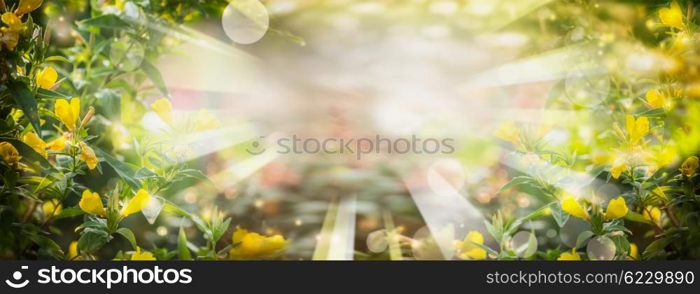 Summer nature background with yellow flowers and foliage in garden or park, banner. Sunny summer garden background
