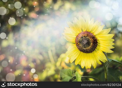 Summer nature background with yellow sunflower , close up