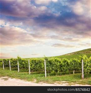 summer nature wine landscape. Beautiful vineyard sunset view, summer nature wine landscape