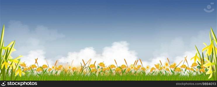 Summer nature with sky blue,fluffy cloud, sunflowers, daffodils and green grass fields, Spring background with morning sky and yellow floers.T&late banner for Easter or Spring background