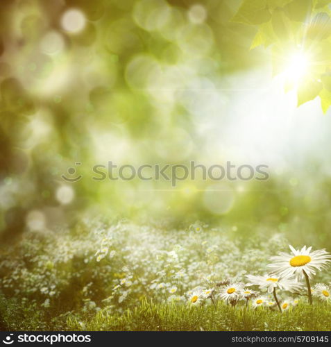 Summer noon backgrounds with beauty daisy flowers