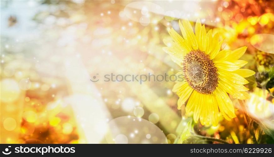 Summer or autumn nature background with pretty sunflower , outdoor scenery