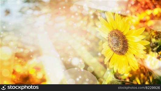 Summer or autumn nature background with pretty sunflower , outdoor scenery