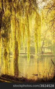 Summer or early autumn park with pond or river and weeping willow trees on the shore