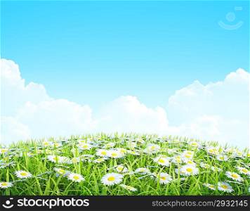 Summer or Spring Background with grass and flowers. Shiny meadow with chamomiles.
