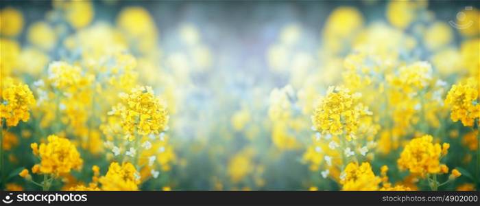Summer or spring yellow flowers blooming, banner for website