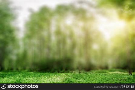 Summer park panorama. Ecology plants outdoor background. Summer park panorama
