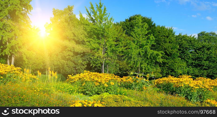 summer park with beautiful flowerbeds and sun. Wide photo .