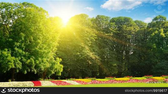 Summer park with bright flowers and green lawn. A bright sunny day. Wide photo.