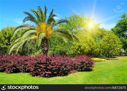 Summer park with tropical palm trees, flower beds and lawns.