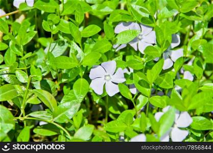 Summer photo of flowers on green background