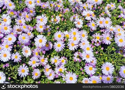 Summer photo of many flowers on green background