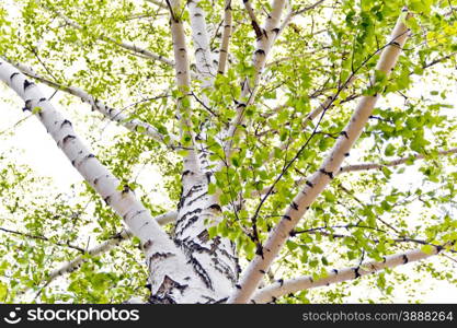 Summer photo with foliage of birch trees