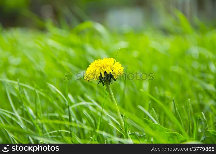 Summer picture of green grass and dandelion