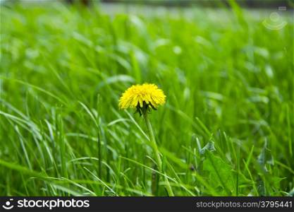 Summer picture of green grass and dandelion