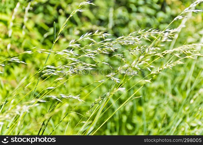 Summer picture of saturate green grass texture