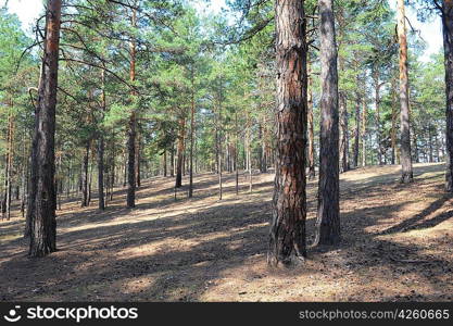 Summer pine forest