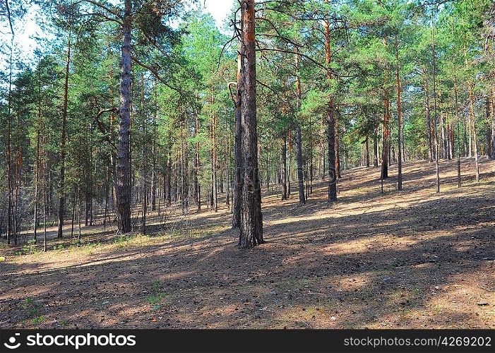 Summer pine forest