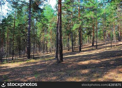 Summer pine forest