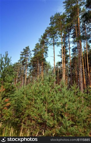 summer pine forest