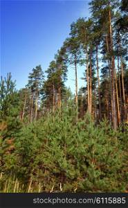 summer pine forest
