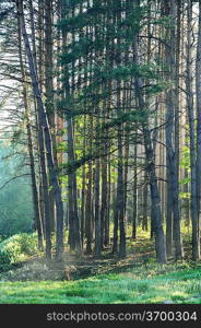 Summer pine forest in the early morning