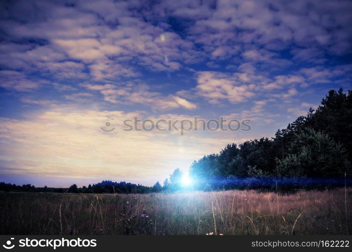 Summer pine forest photo filtered, edited colors and flare effect background.